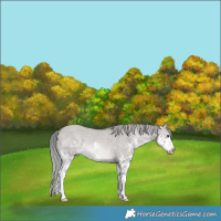 Horse Color:Platinum Liver Red Dun Mushroom Sabino Splash Rabicano