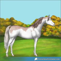 Horse Color:Platinum White Spotted Chestnut Splash 