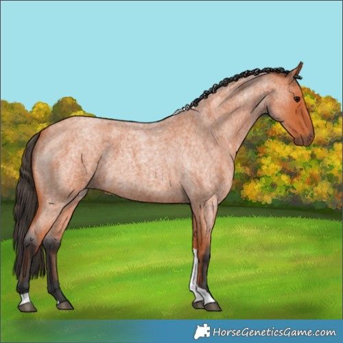 Horse Color:Unknown 