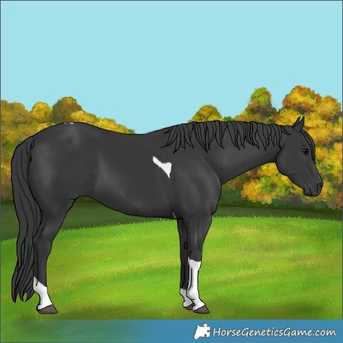 Horse Color:Black Tobiano Rabicano