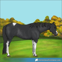 Horse Color:Black Tobiano Rabicano 