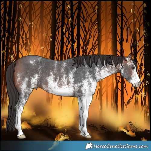 Horse Color:White Spotted Bay Blanket 