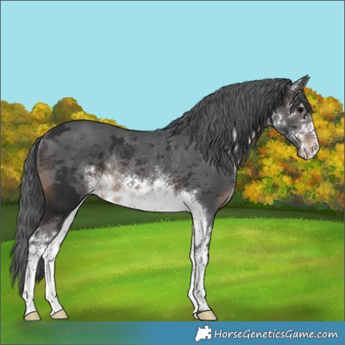 Horse Color:White Spotted Brown Merle Rabicano
