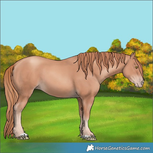 Horse Color:Gold Champagne 
