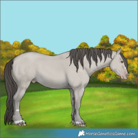 Horse Color:Classic Cream Champagne Dun