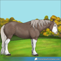Horse Color:Silver Black Splash 