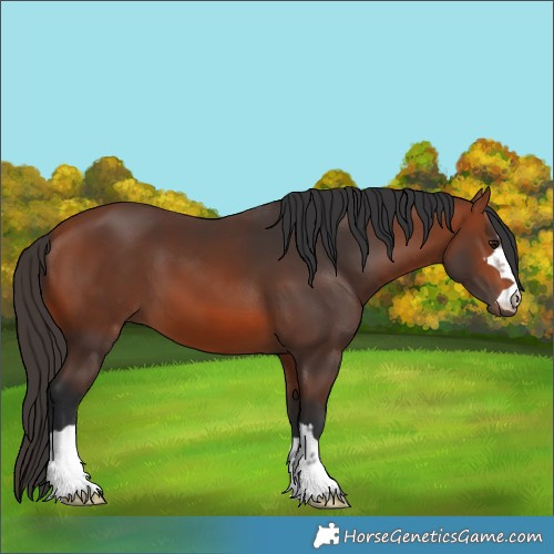 Horse Color:Bay 