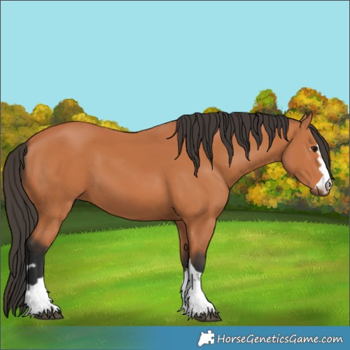 Horse Color:Bay 
