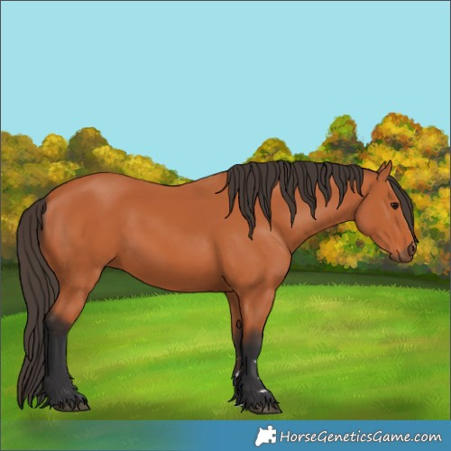 Horse Color:Bay 