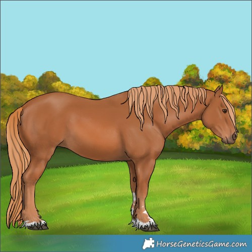 Horse Color:Chestnut 