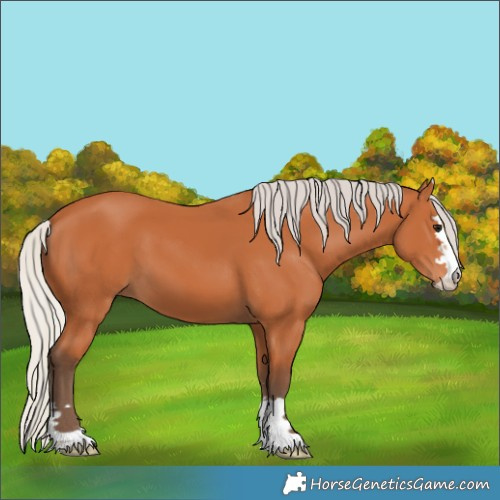 Horse Color:Silver Bay 