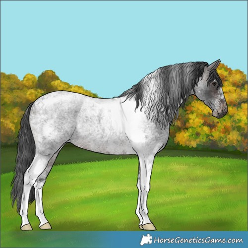 Horse Color:Brown Roan Tobiano Rabicano