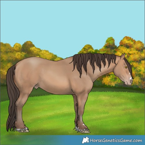 Horse Color:Amber Champagne 