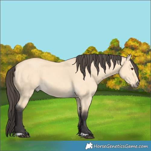 Horse Color:Buckskin Dun