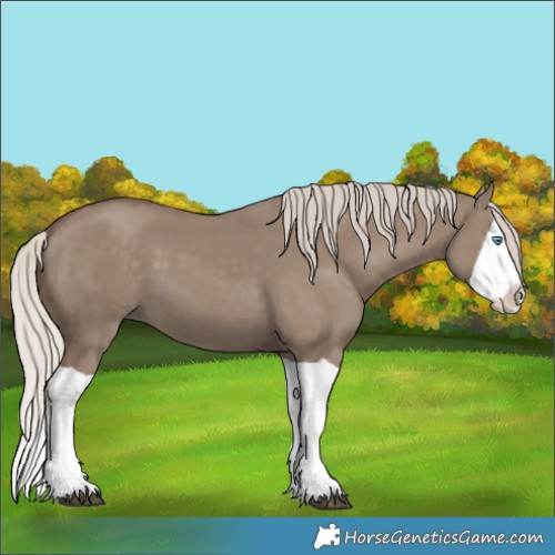Horse Color:Silver Grullo Splash