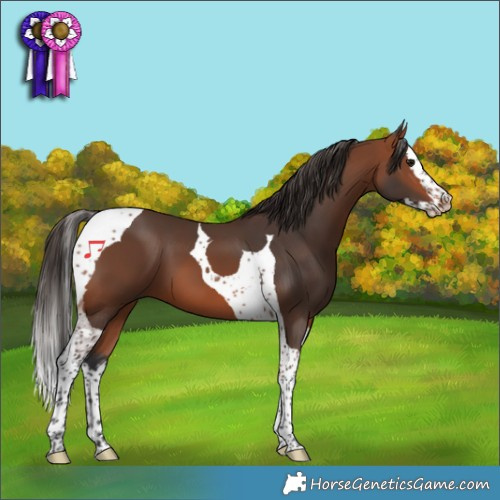 Horse Color:Bay Splash Tobiano 
