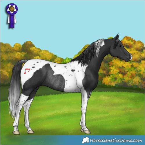 Horse Color:Black Tobiano Rabicano