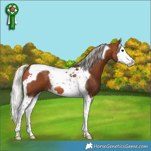 Horse Color:Silver Brown Splash Tobiano 