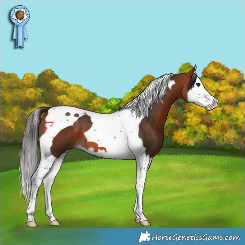 Horse Color:Bay Splash Tobiano