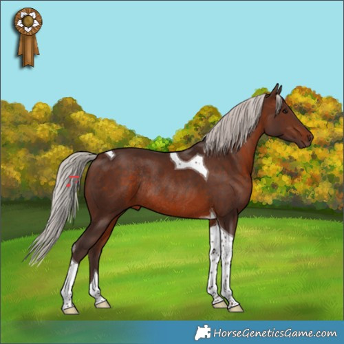 Horse Color:Silver Brown Tobiano Rabicano 