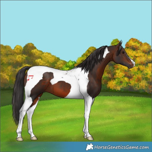 Horse Color:Brown Tobiano 