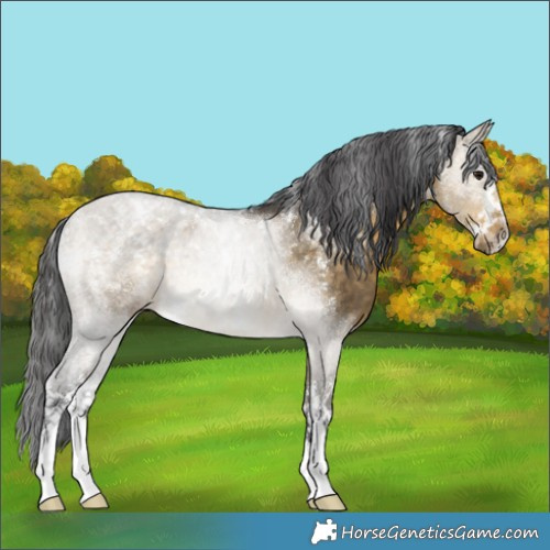 Horse Color:Powder White White Spotted Buckskin Dun 