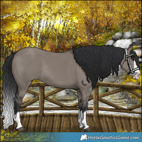 Horse Color:Grullo Splash 