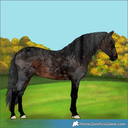 Horse Color:Void White Spotted Brown Merle Tobiano 