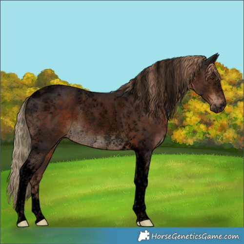 Horse Color:Void Liver Chestnut Tobiano Rabicano