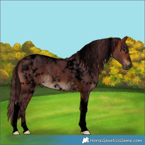 Horse Color:Void White Spotted Chocolate Bay Tobiano Rabicano 