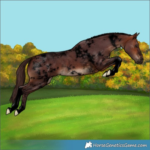 Horse Color:Void White Spotted Chocolate Bay Tobiano Rabicano 