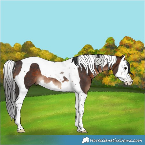 Horse Color:Brown Splash Tobiano Rabicano 