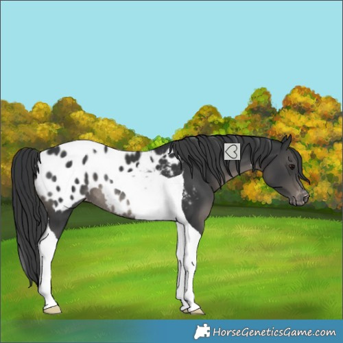 Horse Color:Black Tobiano Blanket Rabicano