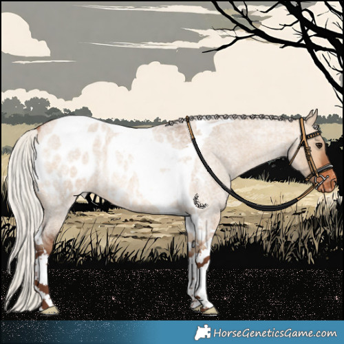 Horse Color:Silver Bay Roan Dun Tobiano Appaloosa 