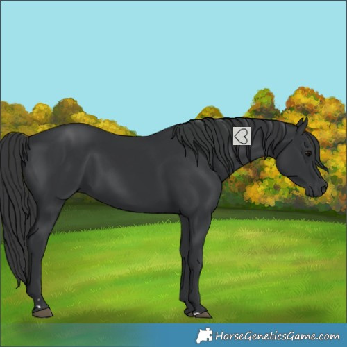 Horse Color:Black 