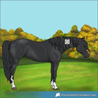 Horse Color:Black 