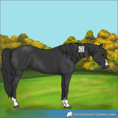 Horse Color:Black 