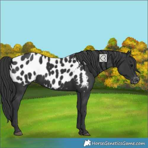 Horse Color:Black Near Leopard 