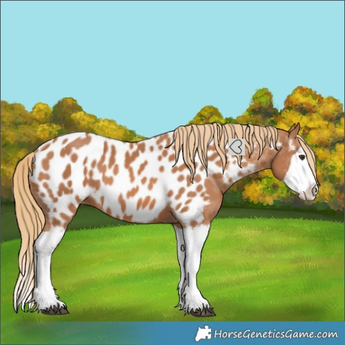 Horse Color:Chestnut Splash Near Leopard 