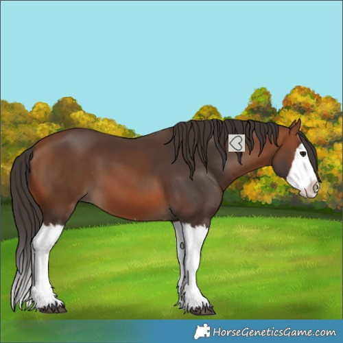 Horse Color:Bay Splash 