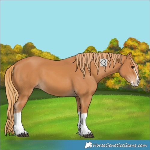 Horse Color:Chestnut Splash 