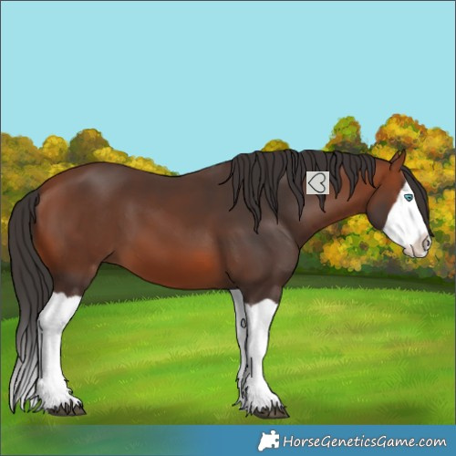 Horse Color:Bay Splash 