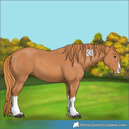 Horse Color:Chestnut Splash 