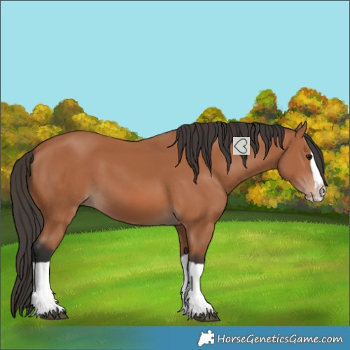 Horse Color:Bay Splash