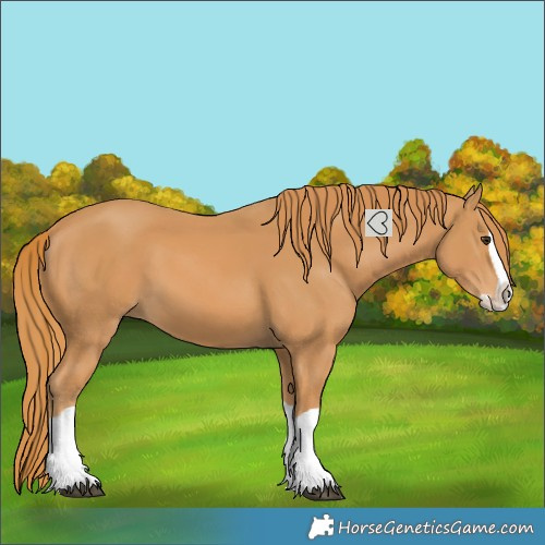 Horse Color:Chestnut Splash 