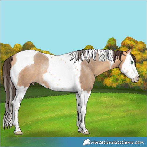 Horse Color:Amber Champagne Splash Tobiano Rabicano 