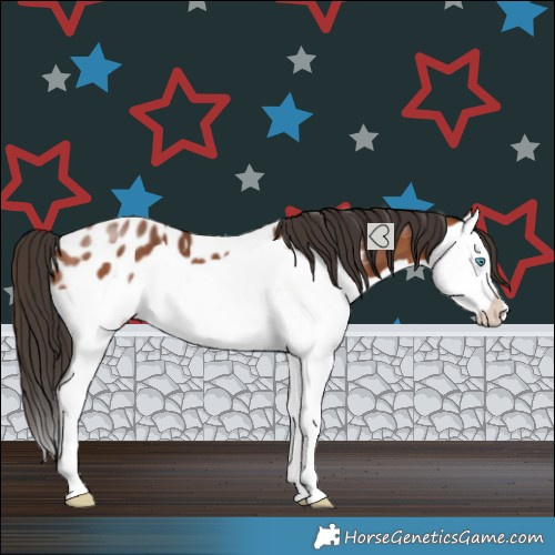 Horse Color:Bay Splash Appaloosa 