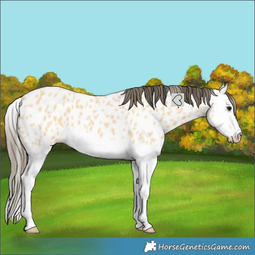 Horse Color:Buckskin Splash Near Leopard 