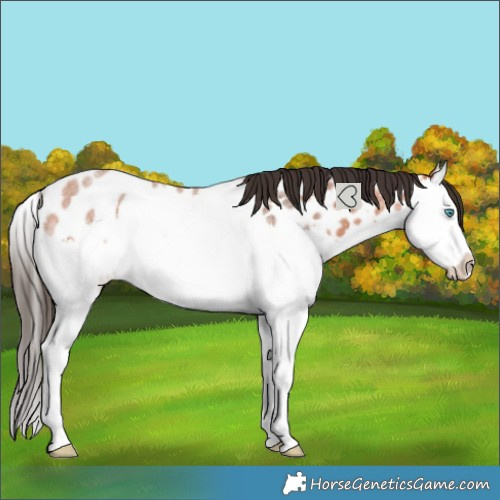 Horse Color:Bay Roan Splash Near Leopard 