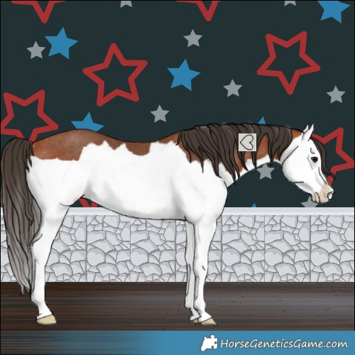 Horse Color:Bay Splash Rabicano 